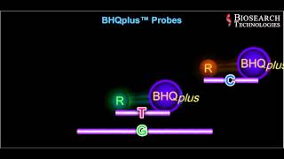 qPCR Probe Animation Video [upl. by Assirialc812]