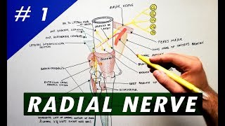 Radial Nerve  part 1  Anatomy Tutorial [upl. by Meek381]