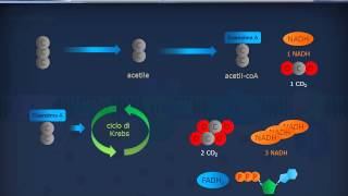 Citologia 22  Mitocondri [upl. by Hatokad]