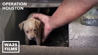 Houston Dog Rescuers Save Homeless Puppies From Under House  Hope For Dogs [upl. by Jammin]