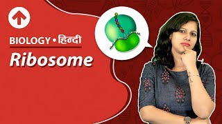 Ribosome  Hindi  Biology [upl. by Breskin830]