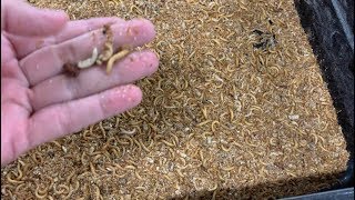 MEALWORM FARMING FOR BEGINNERS – How to Maintain a Healthy Mealworm Farm [upl. by Blatman]