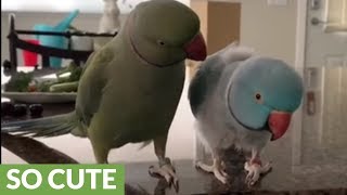 Parrot brothers adorably talk to each other [upl. by Akoyin]