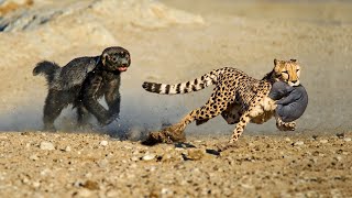 OMG Honey Badger Rescue Her Baby From Leopard Lion vs Mongoose  How To Survive The Wildlife [upl. by Coppins]