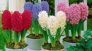 How to Plant Prepared Hyacinths WinterSpring Guide [upl. by Kasper]