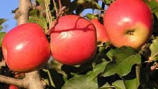 Como cultivar Manzana TvAgro por Juan Gonzalo Angel [upl. by Crystal]