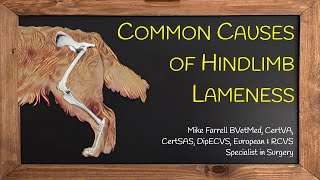 Hindlimb lameness [upl. by Lenaj498]