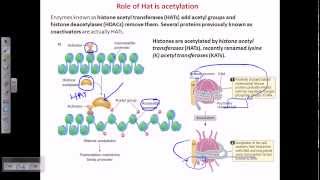 Histone acetylation [upl. by Lamoureux856]