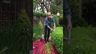 How to prune a rounded boxwood hedge [upl. by Fink]