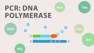 2 Polymerase Chain Reaction PCR  DNA Polymerase [upl. by Araik434]