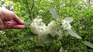 Acokanthera oblongifolia [upl. by Dnumde]