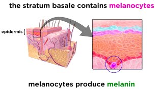 The Integumentary System [upl. by Latoniah]