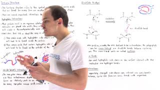 Tertiary Structure of Proteins [upl. by Breh]