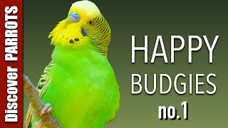 Happy Budgies 1  Budgerigar Sounds to Play for Your Parakeets  Discover PARROTS [upl. by Dikmen]