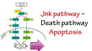 Jnk Pathway [upl. by Asserac326]