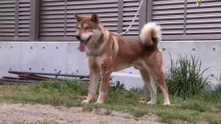 Shikoku ken in Japan Spring 2014 四国犬 [upl. by Norha]