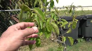 Growing Persimmon Trees [upl. by Herwin]