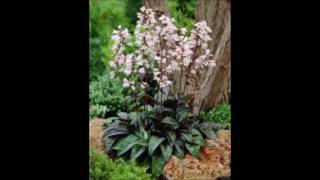 Penstemon digitalis Husker Red [upl. by Unders272]