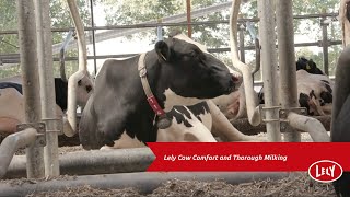 Cow Comfort with the Lely Astronaut A5 Robotic Milking System [upl. by Aniweta]