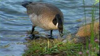 Canada Geese  National Park Animals for Kids [upl. by Nnylassej]