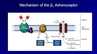 Antiarrhythmics Lesson 3  Beta Blockers [upl. by Ativak]