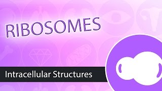 Intracellular Structures Ribosomes [upl. by Chabot]