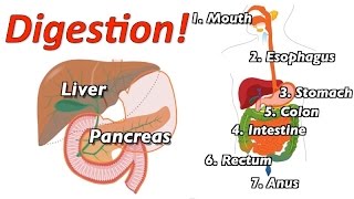 Understanding Digestion Mr Ws Music Video [upl. by Ydnak]