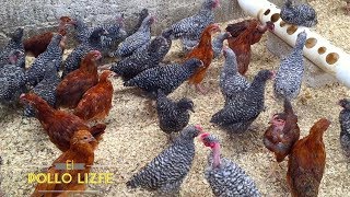 GALLINITAS DE VARIAS RAZAS DE 4 SEMANAS [upl. by Enitsugua]