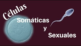 Células somáticas y células sexuales [upl. by Ulphi431]