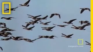 Geese Fly Together  National Geographic [upl. by Gnaw862]