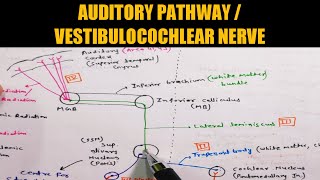 Vestibulocochlear nervecranial nerveAuditory Pathway [upl. by Nobe]