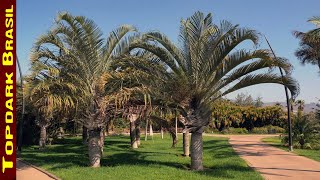 10 Palmeiras mais usadas em paisagismo e jardinagem [upl. by Sailesh689]