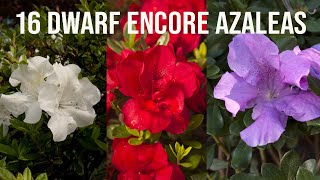 🌺16 Dwarf Encore® Azaleas [upl. by Aligna]