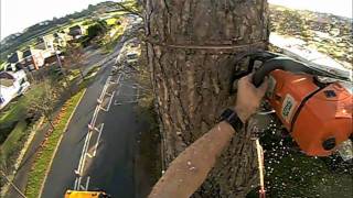 Tree surgery in Honiton [upl. by Llenrad]