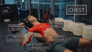 Exercise Anatomy Chest Workout  Pietro Boselli [upl. by Nwahshar]