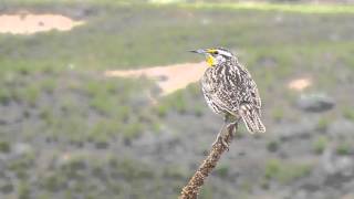 The sound of Montanas Western Meadowlark [upl. by Nonnek]