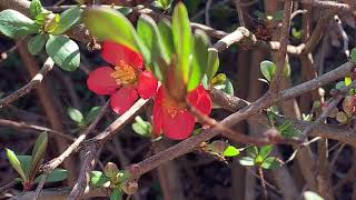 Flowering Quince Plant Profile [upl. by Elspet340]