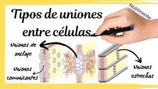 Tipos de UNIONES entre las CÉLULAS [upl. by Yaras852]