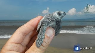 Cuidados Básicos Tortugas Terrestres  El Rincón De Pedro [upl. by Neiman]