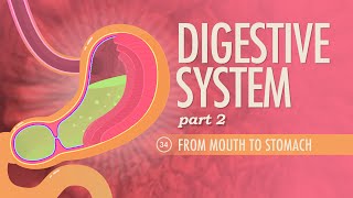 Digestive System Part 2 Crash Course Anatomy amp Physiology 34 [upl. by Shantee]