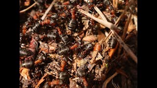 Ants attack GIANT HORNET [upl. by Nanci708]