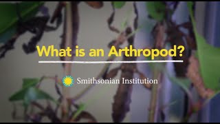 What is an Arthropod [upl. by Dora]