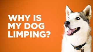 Why Is My Dog Limping [upl. by Mosa]