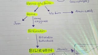 Bilirubin metabolism [upl. by Aennil]