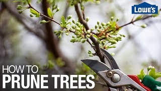 How to Prune Trees [upl. by Anilesor]