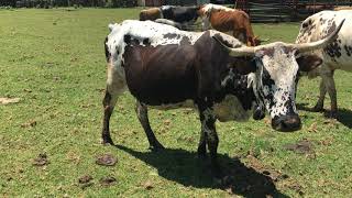 NGUNI CATTLE farming in South Africa [upl. by Oicaro]