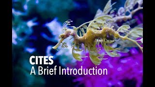 CITES A Brief Introduction [upl. by Tam449]