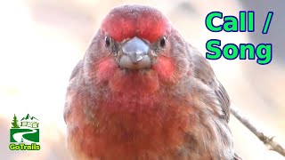 House finch call  song  sounds  Bird [upl. by Lupita]