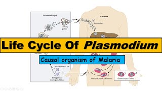 Life Cycle of Plasmodium  Malarial Parasite [upl. by Nicolis]