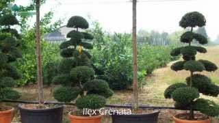 Ilex Crenata  Japanese Holly [upl. by Milon]